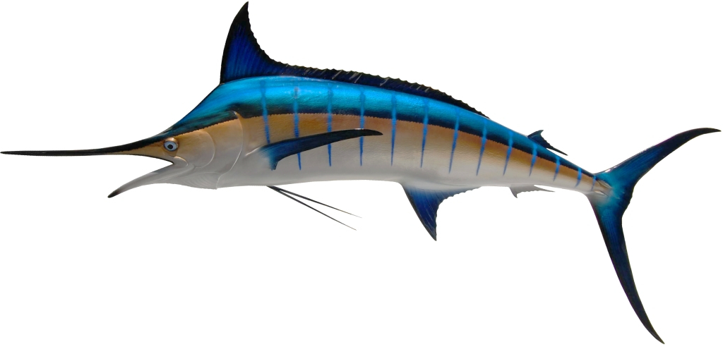 Billfish