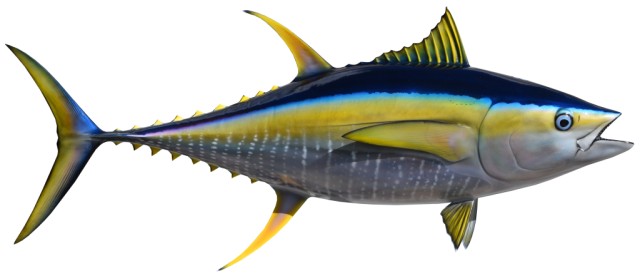 Tuna