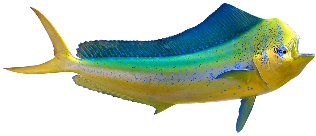 Mahi-mahi