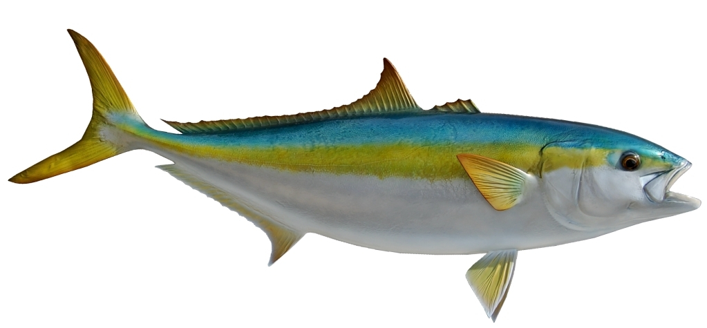 Kingfish