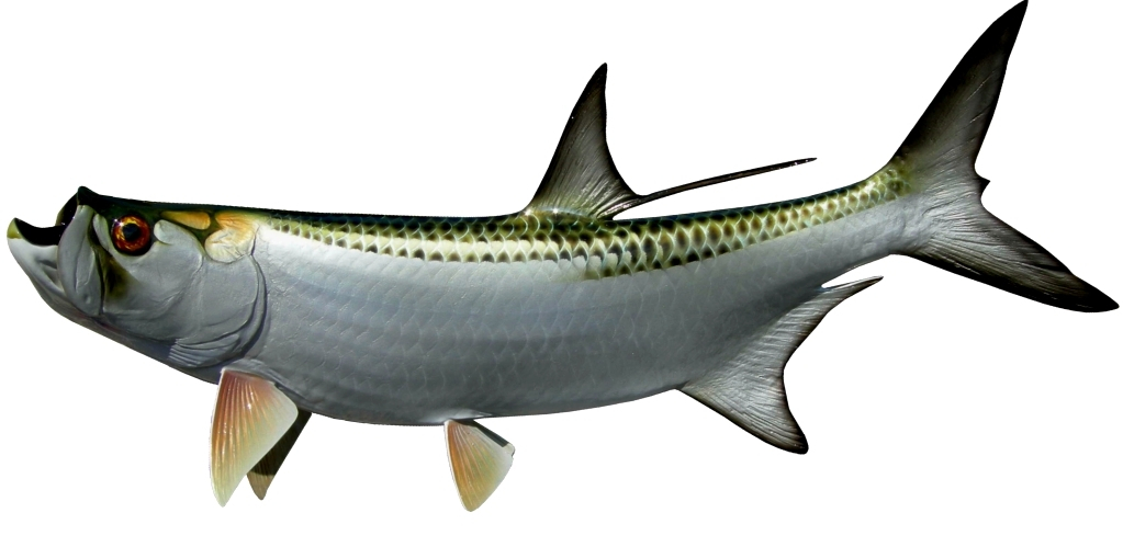 Tarpon
