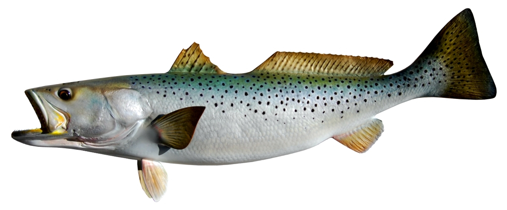 Sea Trout