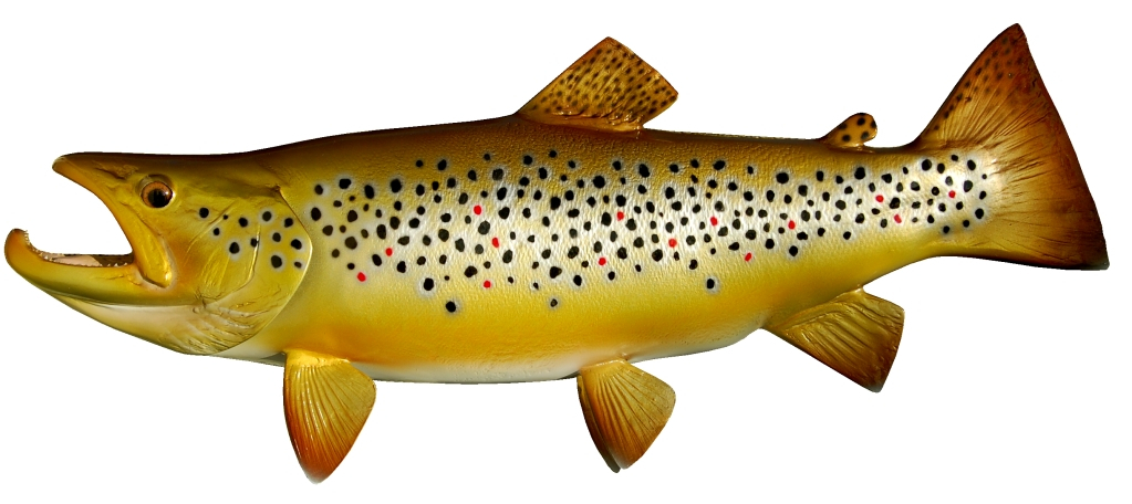 Trout