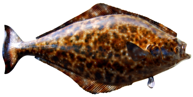 Halibut