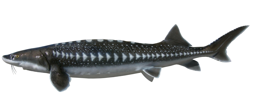 Sturgeon