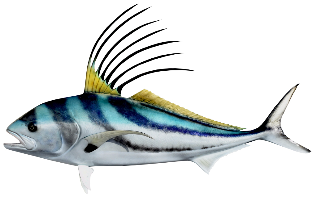 Rooster Fish